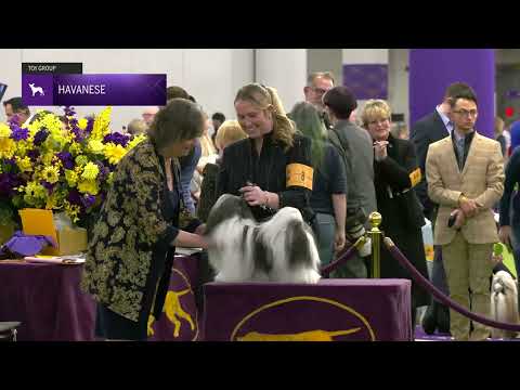 Havanese | Breed Judging 2025
