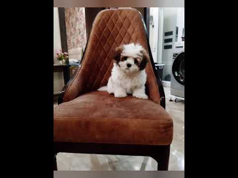 Meet Muffin | muffinmyshihtzu