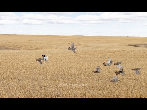 Highs & Lows Of Falconry   HD 1080p