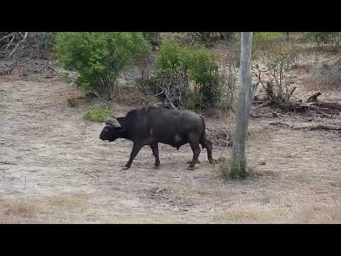 Djuma: Lone Buffalo walks through - 08:51 - 10/09/19