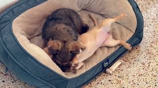 Video preview image #1 Chiranian Puppy For Sale in Arcadia, FL, USA