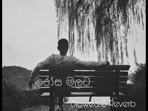 Rosa malata (රෝස මලට) slowed and Reverb song 💕