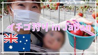 【日本一時帰国】いちご狩りに行ってきました！日本のいちごおいしすぎて涙。焼肉食べ放題も満喫！海外在住・オーストラリア生活・日本旅行Vlog