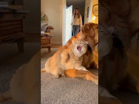 So, who’s the victim here? :)) #cat #anmals #funnycat #catcomedy