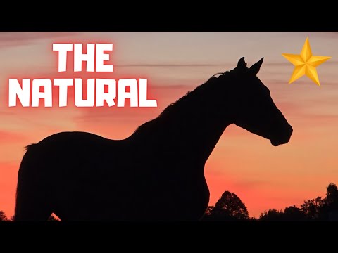 The Natural! | Rising Star⭐ Helps Groom a Horse | It's a Beautiful Day! | Friesian Horses