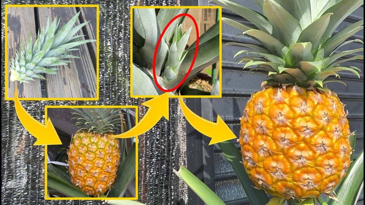 【最短1年】一度植えると無限に収穫できるパイナップル / How to harvest pineapples infinitely with just one planting.
