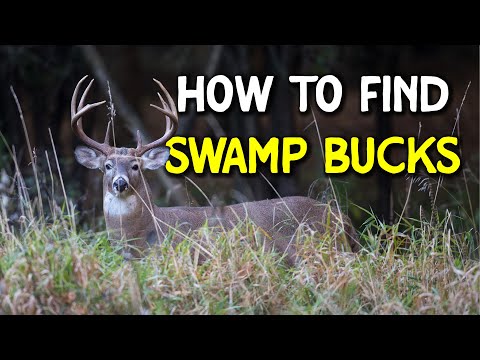 How to find deer in swamps - TWO methods!