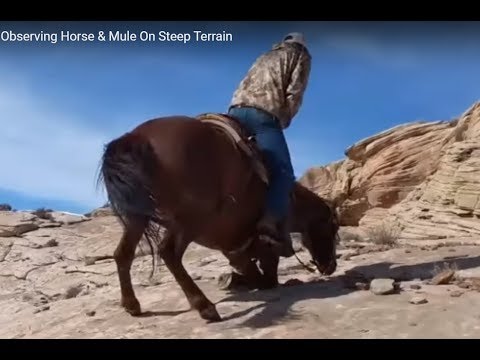 Is A Mule Better Than A Horse? It Depends - Observing Horse & Mule On Steep Terrain