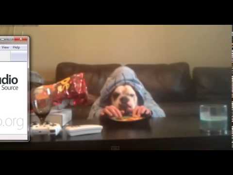 Funny Videos Of Dogs Compilation 2014