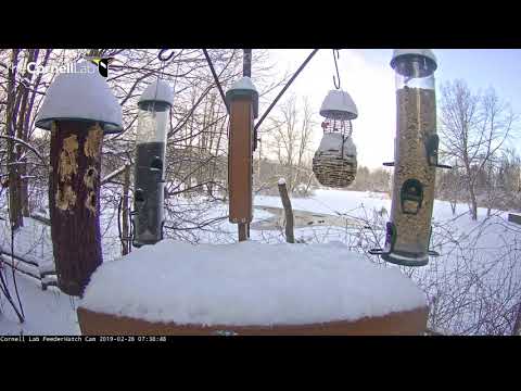Hovering Northern Cardinal Plucks A Treat From Snowy Feeder – Feb. 28, 2019