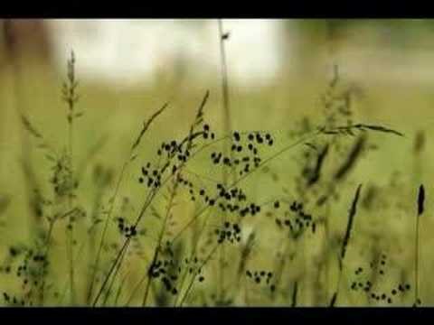 Emilian Onciu - Maicuta