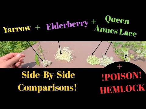 Poison Hemlock VS Queen Annes Lace Yarrow & Look-alike Tea! | Nature Walk with Jamon | Wild Plant ID
