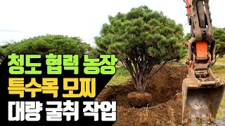 청도 협력농장 특수목 모찌 대량 굴취 작업 | 나무대장