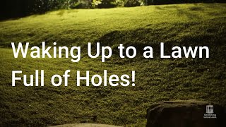 Waking Up to a Lawn Full of Holes | Small Holes in Lawn Overnight