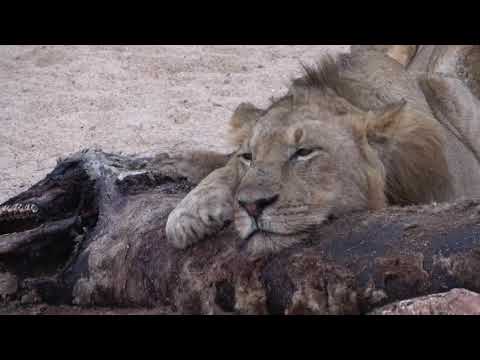 Othawa Pride Subadults Bond For Life