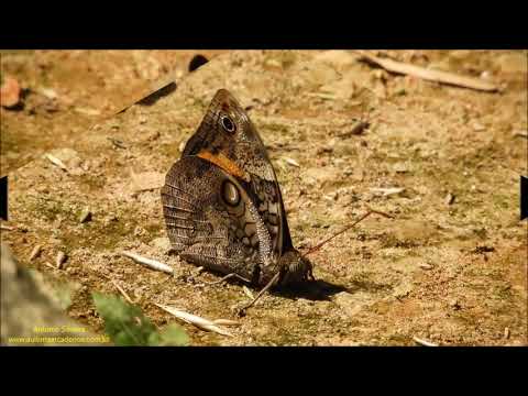 Opsiphanes invirae Jd Botânico SP 2021 Antonio Silveira