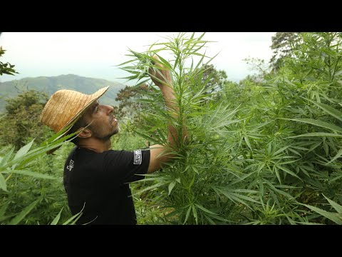 Strain Hunters RAW: Colombia - Behind the scene's with VICE -  Part 2
