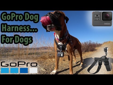GoPro Dog Harness "Fetch" Review And Test! Put A GoPro On Fido!