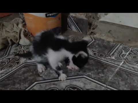 mi 2do michi 😄🤭 lio