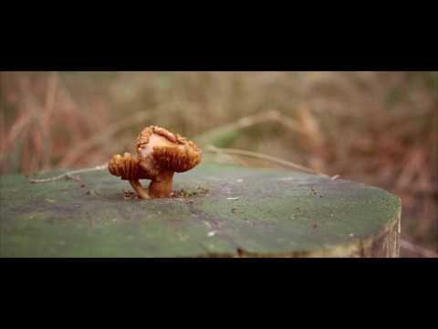 Earth Moves - There Was An Apple Orchard Here (Official Video) - 4K