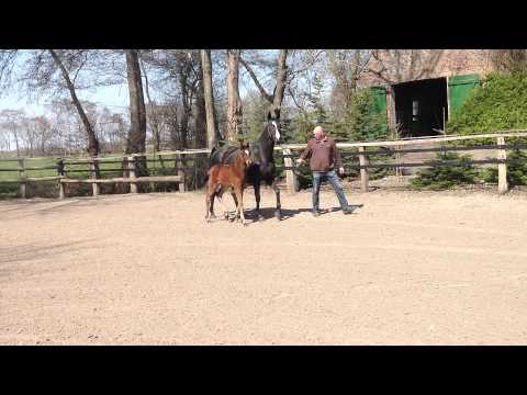 SF von Callaho´s Benicio - Stedinger - Donnerhall