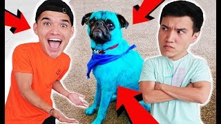 I DYED MY BROTHERS PUPPY BLUE! *not clickbait*