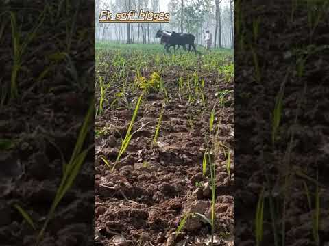 Beautiful😍😍❤ village beauties from Fk safi bloges