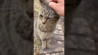 側でジッとして撫でて貰うあどけなくてかわいい猫ニャッツ #Shorts