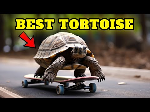 10 Best Tortoise Breeds For Beginners 🐢 Buying Cost, Diet, Care Sheet Guide for Beginners