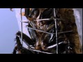 Pure Science Specials Super Cockroach Pure Science Specials Super Cockroach
