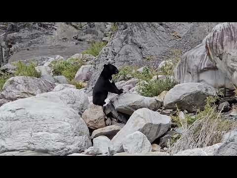 臺灣黑熊於楠梓仙溪流域用餐中