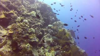 preview picture of video 'Indonesia - Sulawesi 2014 - Diving & Snorkeling in Bunaken Park (1920 x 1080)'