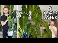 FROM A SMALL CUTTING TO A HUGE PLANT Philodendron Splendid Chop Extend