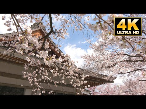 【4k HDR】山梨県南アルプス市の桜スポット/妙了寺/Japan Cherry Blossom Spots/Minami alps city/Yamanashi