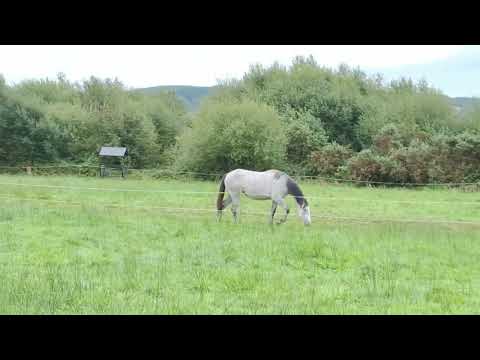 RID Yearling Filly - Image 2
