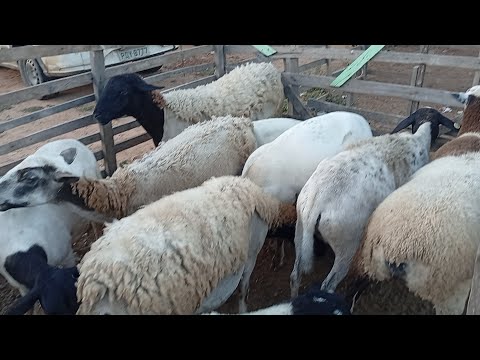 Feira de caprinos e Ovinos de jataúba PE 05/06/2026/
