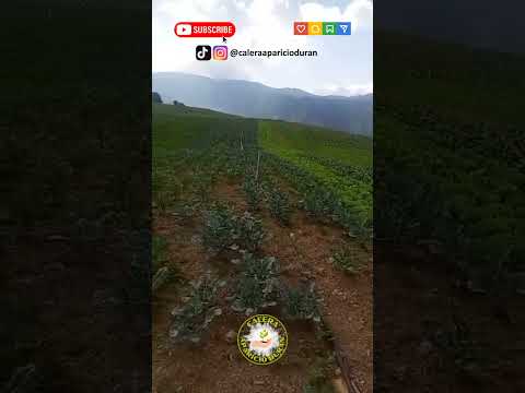 #agricultores #agruculture #siembras #siembraycosecha #lechuga #venezuela #tachira #jauregui #hoy