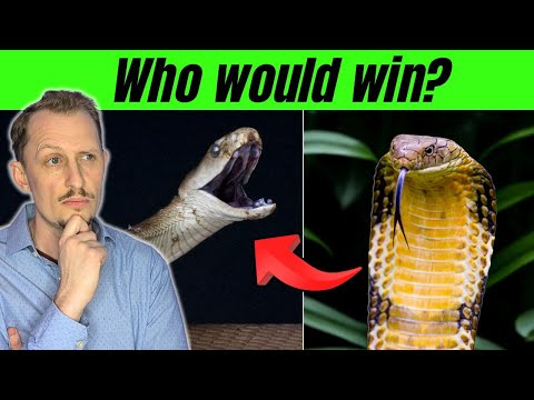 King Cobra vs Black Mamba — Who Actually Wins?
