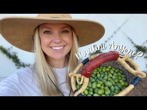 Finishing the Espalier, Details About My No-Till Plans and Harvesting and Brining Olives!