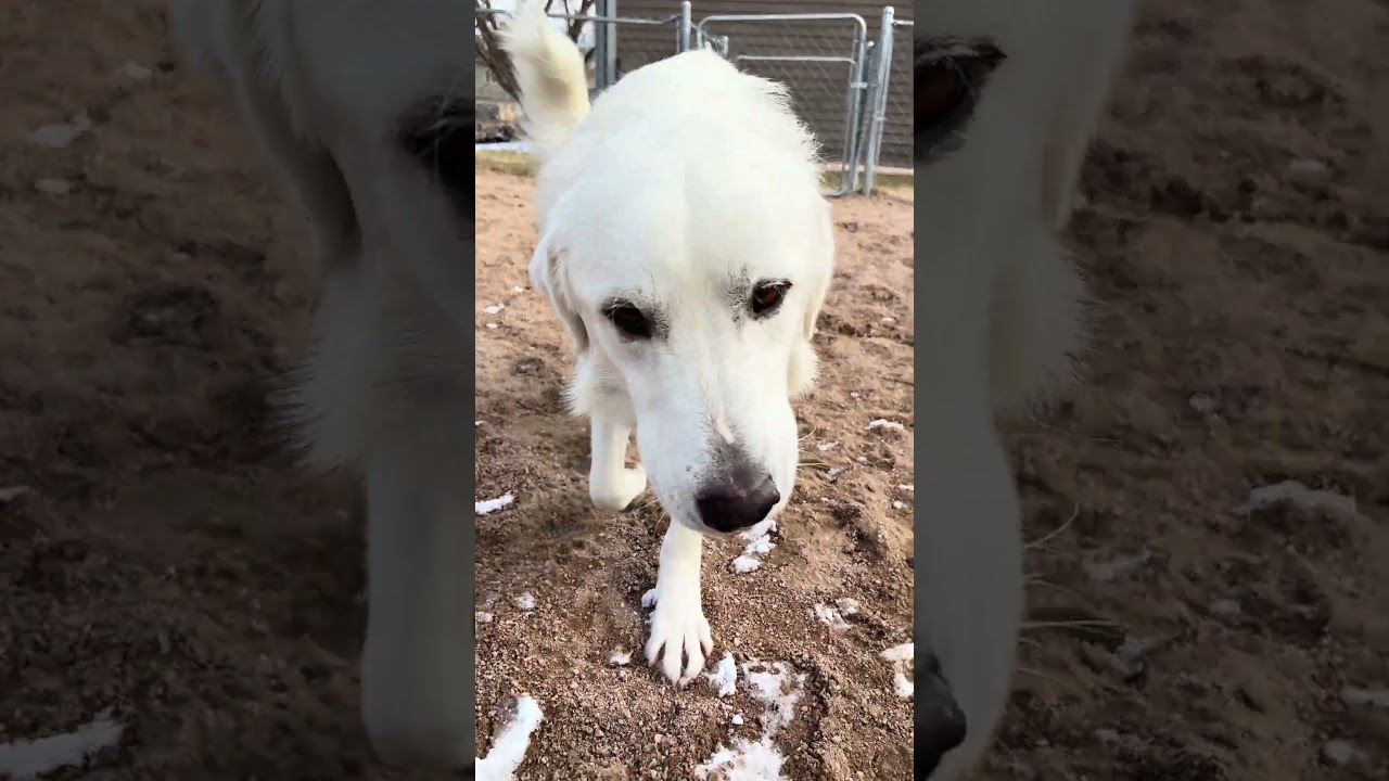 Enlarge Winter, an adopted mixed breed in Fort Collins, CO video 5/5