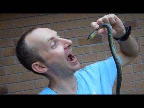 kígyó látás videó