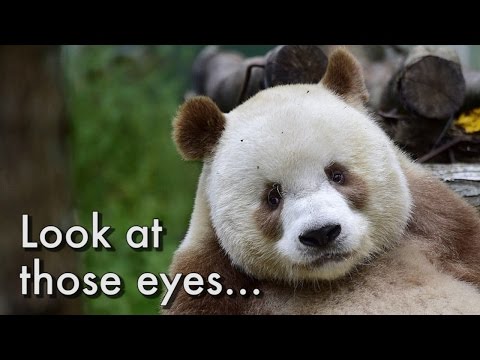 The world's only brown panda had the hardest childhood