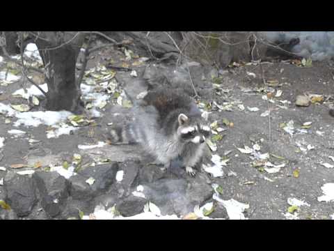 Salvatore, l'orsetto lavatore!!