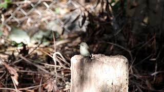 20181021ｷﾋﾞﾀｷ（黄鶲）♀１