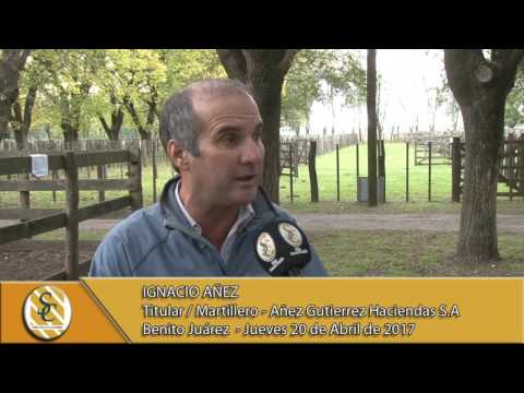 Nota Ignacio Añez -Añez Gutiérrez Hacienda S.A - Ganaderos de Necochea S.A. - B.Juárez