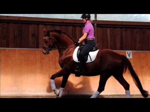 Gelding by Vivaldi x Grundstein, *2012