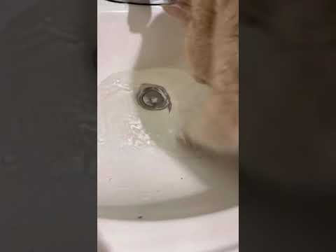 Cat Splashes out water from sink with his paw