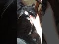 Cute Chonky Tuxedo Enjoys A Neck Scratch Shorts Tuxedo Cat