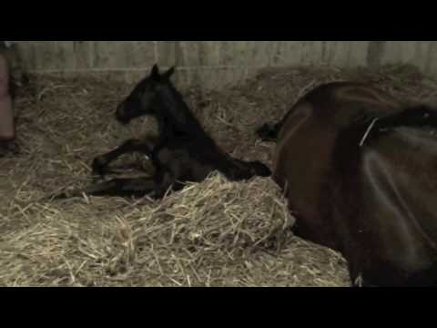 Lara's foal