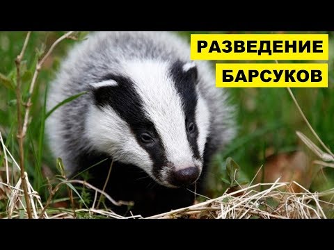 Разведение Барсуков для получения жира как бизнес идея